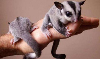 蜜袋鼬怎么养（蜜袋鼬怎么养黏人）