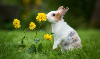 怎么养兔子是最佳方法（怎么养兔子是最佳方法视频家养）