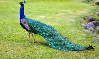 孔雀是不是短尾鸟（孔雀是不是短尾鸟类）