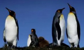 帝企鹅为什么是鸟类 帝企鹅为什么是鸟类呢,字少