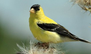 黄鹂百灵是两种鸟吗 黄鹂百灵是一种鸟吗