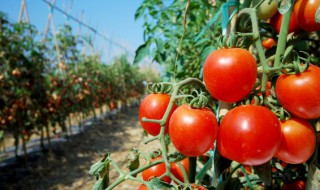 番茄牛尾汤的家庭做法(番茄牛尾汤的家庭做法简单)