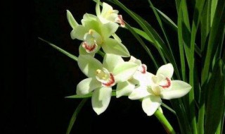 兰花怎么养才能更旺盛（球兰花怎样才能养才开花）