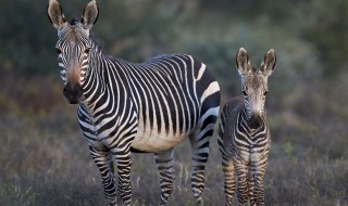 斑马是马还是驴 斑马是不是马?