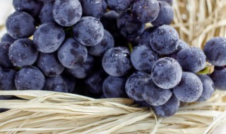 玫瑰香葡萄产地是哪里（玫瑰香葡萄产地是哪里产的）