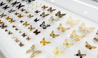 蝴蝶的口器是什么类型（蝴蝶的嘴在哪）