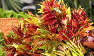 香椿凉拌最好吃的做法 香椿凉拌最好吃的做法大全