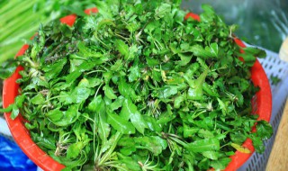 蒸荠荠菜的做法（蒸荠荠菜的做法大全窍门）