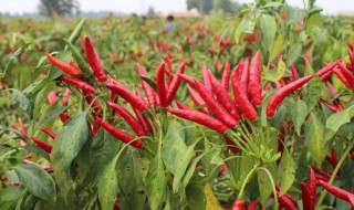 小米辣是不是就是朝天椒 小米辣辣还是朝天椒辣