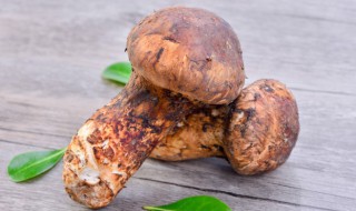 松茸的做法好吃 松茸的做法好吃家常