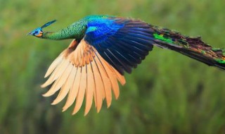 绿孔雀是不是云南濒危野生动物 绿孔雀是云南濒危野生动物吗