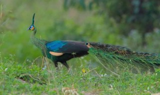 绿孔雀是濒危野生动物吗 绿孔雀是不是濒危动物