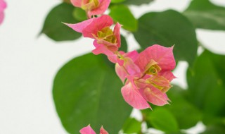 三角梅怎么养才开花 三角梅怎么养才开花不断