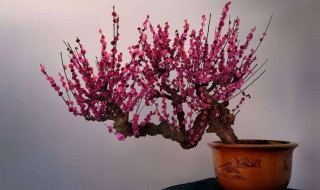 盆栽梅花怎么养（盆栽梅花怎么养护）