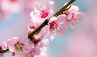 梦见桃树是什么意思（梦见桃树是什么意思有什么预兆解梦）