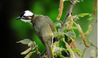 白头翁的寓意（白头翁的寓意是什么）
