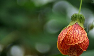 灯笼花的花语和寓意（灯笼花有什么寓意）