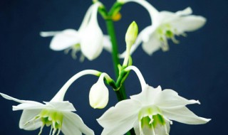水仙花的寓意和象征 水仙花的寓意和象征和相关诗句