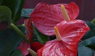 水塔花寓意（水塔花的寓意和象征）