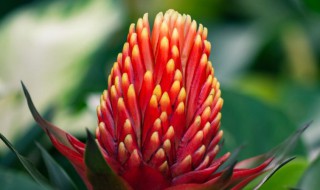 水塔花的寓意 水塔花的寓意是什么意思