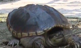 鳄龟能放生吗 鳄龟能放生吗有毒吗