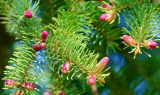 云杉象征什么（云杉寓意）