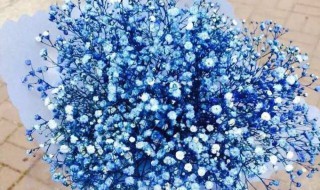 蓝色满天星的含义是什么(蓝色满天星意味着什么)