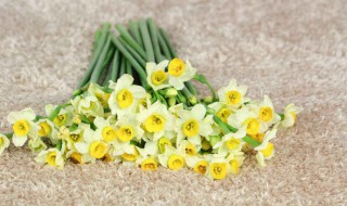 水仙花代表什么含义 水仙花代表啥