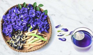 蝶豆花茶的功效与作用 蝶豆花茶有什么功效