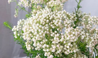 小米花鲜花寓意 小米花花束图片