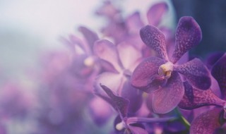 送兰花的寓意 送兰花的寓意和象征