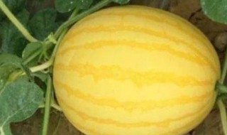 西瓜有黄皮的吗（西瓜有黄皮的吗能吃吗）