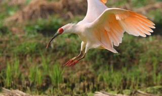 朱鹭和苍鹭有多大 朱鹭和苍鹭有多大?