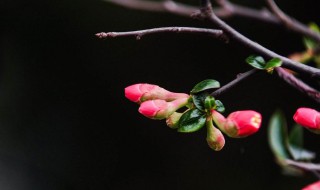 什么时间打春 2024年什么时间打春