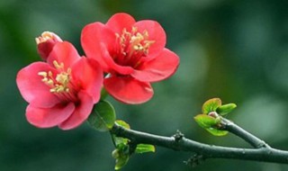 几点打春 2023年腊月二十五几点打春