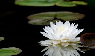 睡莲的寓意和象征意义 睡莲寓意和象征与死亡