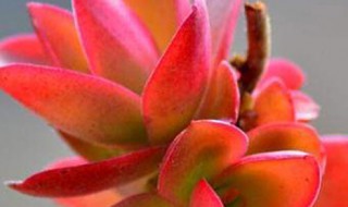 火祭的寓意 火祭的寓意和象征风水