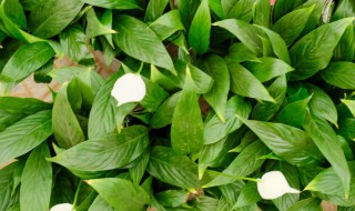 白掌寓意和象征 白掌寓意和象征的由来是什么