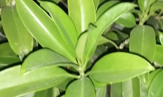 平安树的寓意（平安树的寓意及花语）