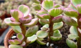 雅乐之舞的寓意（雅乐之舞的寓意和象征）