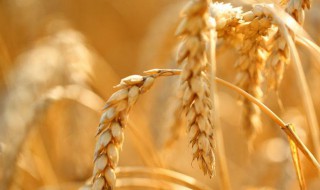 麦穗的寓意和象征（黄金麦穗的寓意和象征）