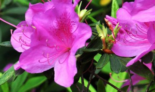 索玛花寓意 索玛花的花语