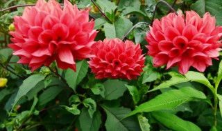 大丽花的寓意和象征（紫色大丽花的寓意和象征）