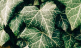 常春藤的寓意 常春藤的寓意和象征风水