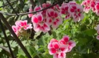 天竺葵的寓意（天竺葵的寓意和象征风水）