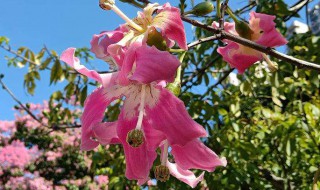 风雨兰的寓意 风雨兰寓意风水
