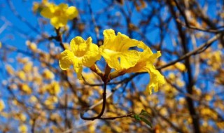 黄花风铃木花语（黄花风铃木花语唯美句子简短）