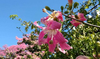 美丽异木棉的寓意（美丽异木棉的象征意义）