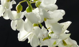 槐花的寓意和象征 槐花的寓意和象征着什么