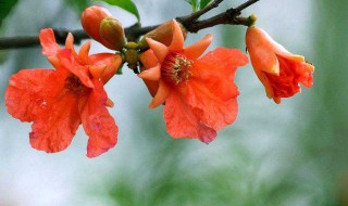 石榴开花的寓意和象征（石榴的谐音吉祥语）